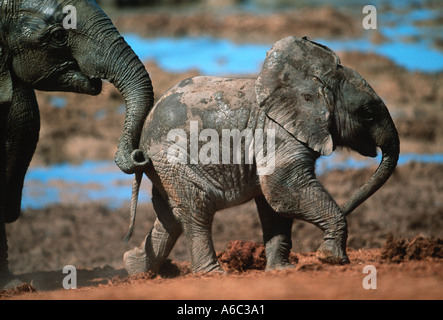 African elephant Loxodonta africana Young calf Interaction Addo Elephant National Park South Africa Sub Saharan Africa Stock Photo