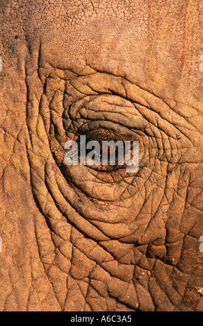 African elephant Loxodonta africana Elephant  eye Sub Saharan Africa Stock Photo