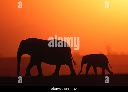 African elephant Loxodonta africana In silhouette against sunset Sub Saharan Africa Stock Photo