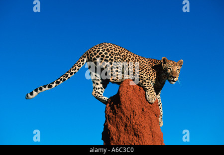 Leopard Panthera pardus Leopard using termite mound as a vantage point Africa to Far East South East Asia Stock Photo
