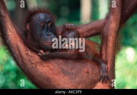 Orangutan Pongo pygmaeus Mother and baby Endangered species Borneo Stock Photo