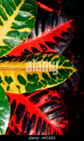 The brightly coloured leaves of the croton (Codiaeum variegatum) Stock Photo