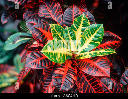 The brightly coloured leaves of croton (Codiaeum variegatum) Stock Photo