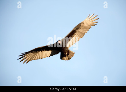 Turkey vulture Cathartes aura also called turkey buzzard common bird of the United States Stock Photo