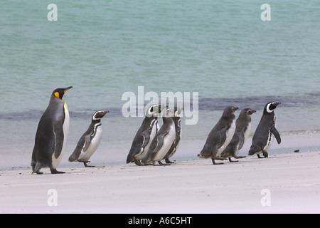 King penguin Aptenodytes patagonicus and Magellanic penguins Spheniscus magellanicus Stock Photo