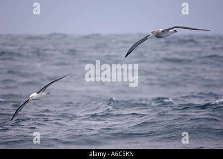 Wandering albatross Diomedea exulans immature and black browed albatross Thalassarche melanophrys adult in flight Stock Photo