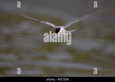 Antarctic tern Sterna vittata hovering in flight South Georgia Antarctica January 2007 Stock Photo