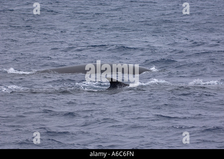 Fin whales Balaenoptera physalus breaking surface Southern Ocean near South Orkney Isles Antarctica January 2007 Stock Photo
