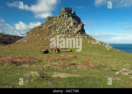 Exmoor ponies resting in front of Castle Rock, The Valley of Rocks, Lynton, Devon Stock Photo