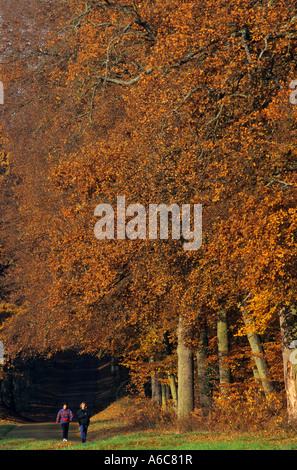 AUTUMN FOREST OF COMPIEGNE OISE PICARDY FRANCE Stock Photo - Alamy