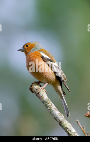 Nice sharp close up image of a male Chaffinch Fringilla coelebs sitting on a tree branch with unclutered out of focus background Stock Photo