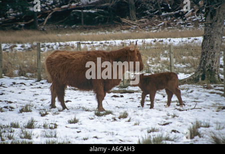 SCOTTISH HIGHLANDS UK February Newly born Highland calf in a snow covered field with his mother Stock Photo