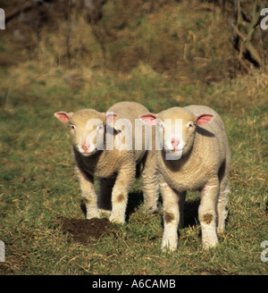 NORTH WALES UK February Dorset Horn and Poll young lambs with pink noses and ears Stock Photo