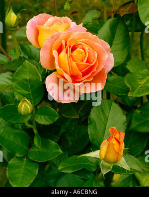 Hybrid tea rose Alpine Sunset Stock Photo