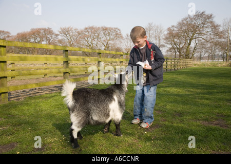 Young boy feeding animals at Windmill farm petting zoo at Burscough, Lancashire, UK. Stock Photo