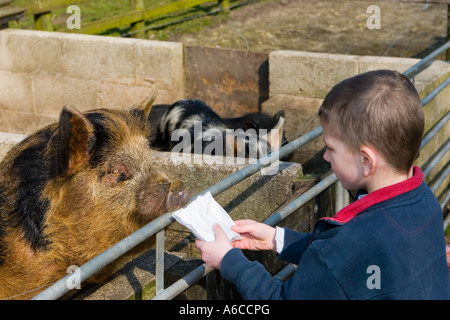 Young boy feeding animals at Windmill farm petting zoo at Burscough, Lancashire, UK. Stock Photo