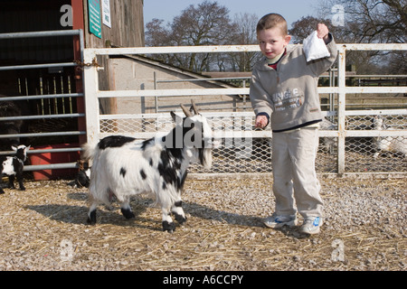 Young boy feeding animals at Windmill farm petting zoo at Burscough, Lancashire, UK. Stock Photo