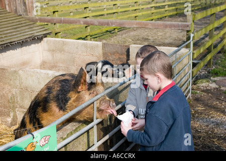 Young boy feeding animals at Windmill farm petting zoo at Burscough, Lancashire, UK. Stock Photo