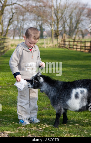 Young boy feeding animals at Windmill farm petting zoo at Burscough, Lancashire, UK. Stock Photo