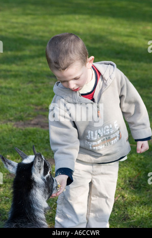 Young boy feeding animals at Windmill farm petting zoo at Burscough, Lancashire, UK. Stock Photo