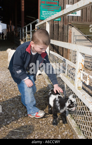 Young boy feeding animals at Windmill farm petting zoo at Burscough, Lancashire, UK. Stock Photo