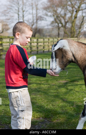 Young boy feeding animals at Windmill farm petting zoo at Burscough, Lancashire, UK. Stock Photo