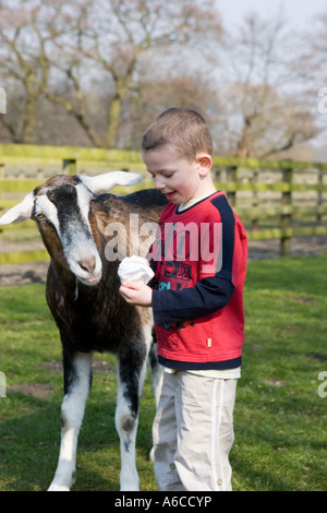 Young boy feeding animals at Windmill farm petting zoo at Burscough, Lancashire, UK. Stock Photo