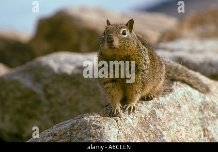 California Ground Squirrel Spermophilus beecheyi Point Lobos State Reserve California Stock Photo