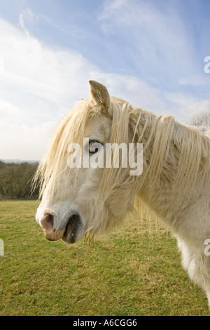 White Horse UK Suffolk Stock Photo