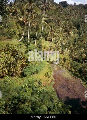 Indonesia Bali Tampaksiring paddy fields in valley Stock Photo