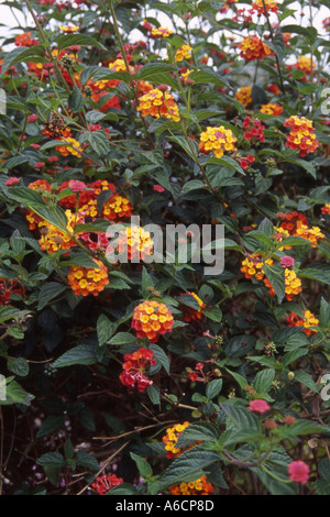 HORTICULTURE LANTANA CAMARA RADIATION Stock Photo