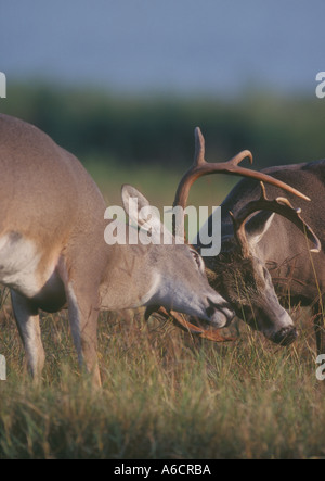 Two whitetail bucks fighting During rutting season bucks will fight to the death over a doe They will sometimes attack people i Stock Photo