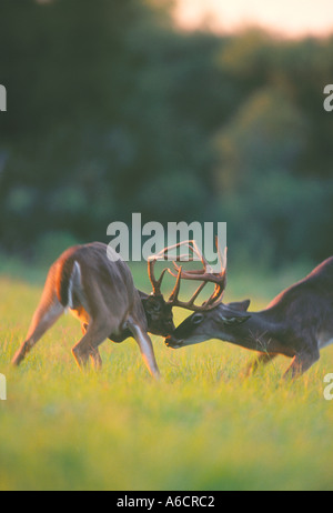 Two whitetail bucks fighting during rutting season Rutting seasons last two to three months and bucks will fight to the death Stock Photo