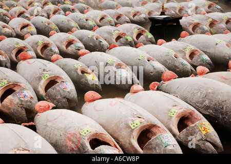 Tuna Fish at Fish Market, Tokyo, Japan Stock Photo