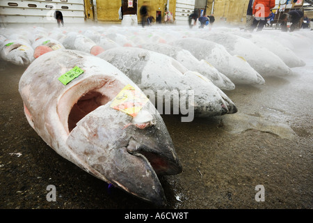 Tuna Fish at Fish Market, Tokyo, Japan Stock Photo