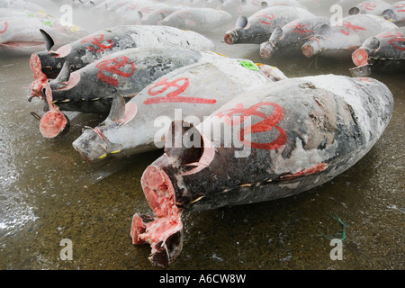 Tuna Fish at Fish Market, Tokyo, Japan Stock Photo