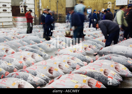 Tuna Fish at Fish Market, Tokyo, Japan Stock Photo