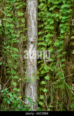 old world climbing fern Lygodium microphyllum hanging from pine tree Stock Photo