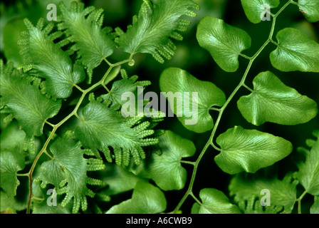 old world climbing fern Lygodium microphyllum fertile non fertile fronds Stock Photo