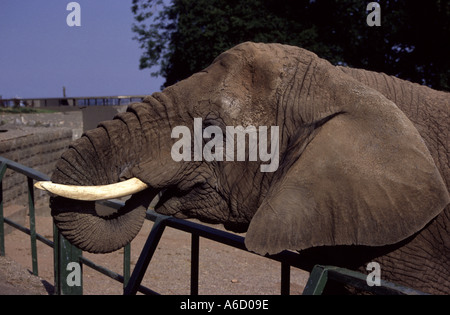 Elephant in zoo Stock Photo