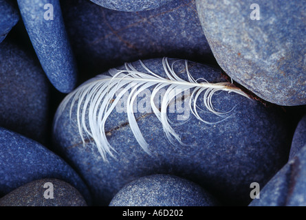 Stones and flattened feather, idea or concept, between rock and a hard place Stock Photo