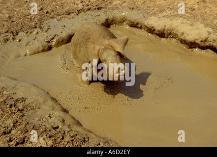 pig in mud pool, suffolk, england Stock Photo