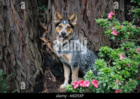 Blue Heeler Dog Sitting and Looking Up Stock Photo: 209181524 - Alamy