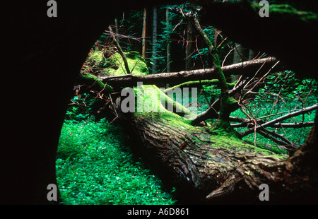 Roztocze National Park eastern Poland Europe Stock Photo