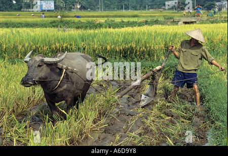 Ploughing rice paddy with water buffalo, Thai Nguyen province, Vietnam Stock Photo