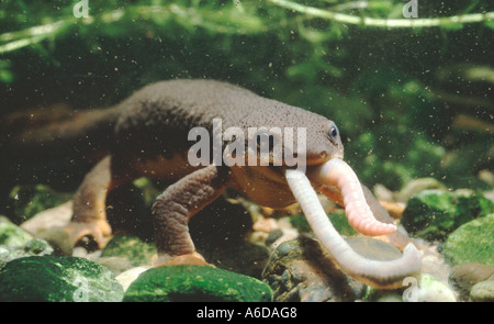 California Newt Taricha torosa eats worm in aquarium. a native of