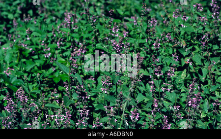 24447 California hedge nettle Stachys bullata mint family Stock Photo