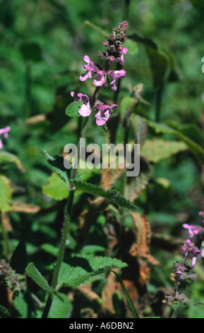 24447a California hedge nettle Stachys bullata mint family Stock Photo