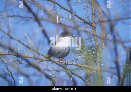 LESSER WHITETHROAT Sylvia curruca Stock Photo