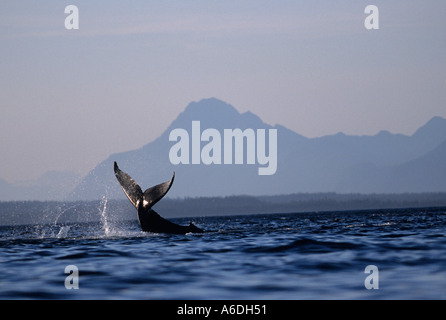 Alaska Southeast Humpback Whale tail slapping near Glacier Bay National Park Stock Photo